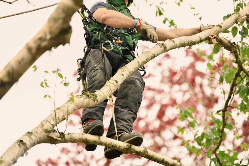 Man in tree trimming it