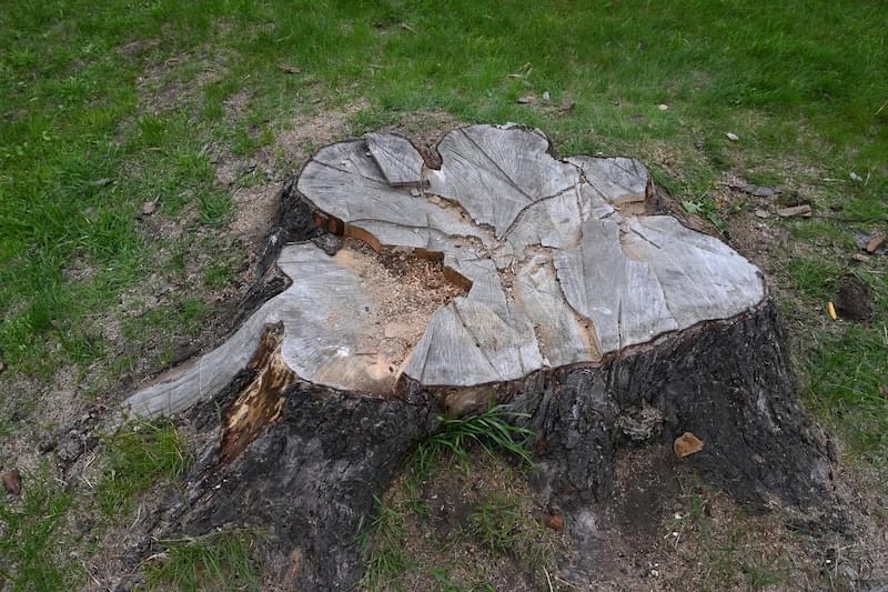 Stump removal